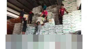 Bulog Manokwari Pastikan Ketersediaan 1.000 Ton Beras untuk Penuhi Kebutuhan Akhir Tahun 2025 dan Awal 2026