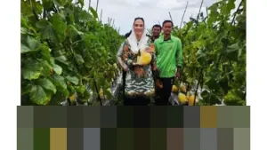 Bupati Natuna: “MBG Juga Tumbuhkan Ekonomi Lokal,” Dorong Petani Melon Pasok Kebutuhan Program Gizi