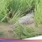 Damkar Bekasi Evakuasi Buaya Besar dari Sawah Bantargebang, Butuh Waktu Lebih dari Dua Jam