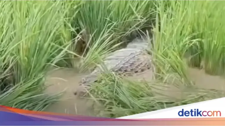 Damkar Bekasi Evakuasi Buaya Besar dari Sawah Bantargebang, Butuh Waktu Lebih dari Dua Jam