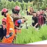 Damkar Bekasi Hadapi Perlawanan Sengit Buaya Jumbo Saat Evakuasi di Sawah Bantargebang
