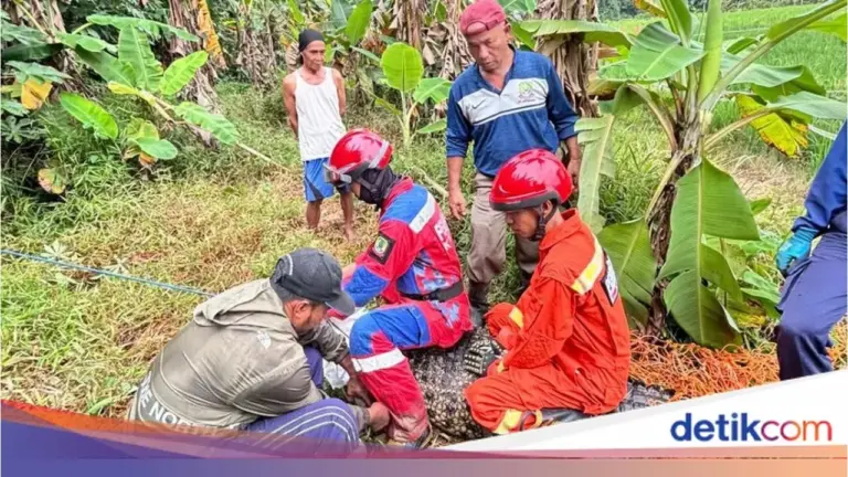 Damkar Bekasi Kewalahan Evakuasi Buaya Jumbo di Sawah Bantargebang, Tali Sempat Putus