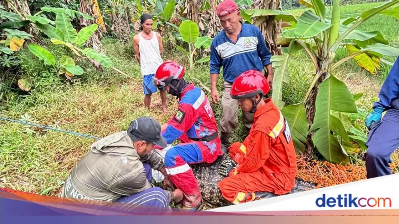 Damkar Bekasi Kewalahan Evakuasi Buaya Jumbo di Sawah Bantargebang, Tali Sempat Putus