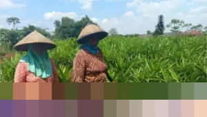 Digitalisasi Pupuk Bersubsidi: Kisah Petani Bekasi dan Komitmen Pupuk Indonesia Jaga Ketahanan Pangan Nasional