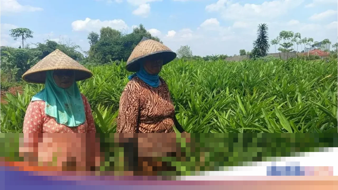 Digitalisasi Pupuk Bersubsidi: Kisah Petani Bekasi dan Komitmen Pupuk Indonesia Jaga Ketahanan Pangan Nasional