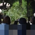 Diplomasi Panda Tiongkok-Jepang Berakhir: Lei Lei dan Xiao Xiao Dipulangkan Januari 2026