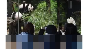 Diplomasi Panda Tiongkok-Jepang Berakhir: Lei Lei dan Xiao Xiao Dipulangkan Januari 2026
