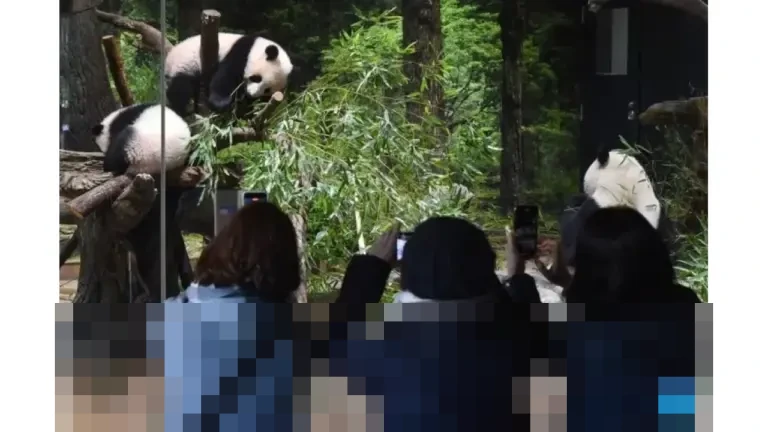 Diplomasi Panda Tiongkok-Jepang Berakhir: Lei Lei dan Xiao Xiao Dipulangkan Januari 2026