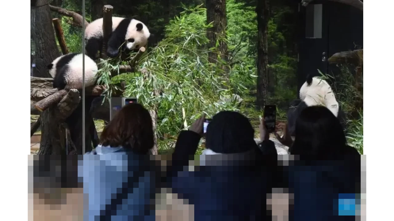 Diplomasi Panda Tiongkok-Jepang Berakhir: Lei Lei dan Xiao Xiao Dipulangkan Januari 2026 Diplomasi Panda Tiongkok-Jepang Berakhir: Lei Lei dan Xiao Xiao Dipulangkan Januari 2026