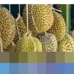 Ekspor Durian Asia Tenggara ke China Memanas: Vietnam Agresif, Thailand Tertekan Regulasi