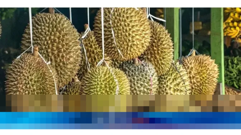 Ekspor Durian Asia Tenggara ke China Memanas: Vietnam Agresif, Thailand Tertekan Regulasi Ekspor Durian Asia Tenggara ke China Memanas: Vietnam Agresif, Thailand Tertekan Regulasi