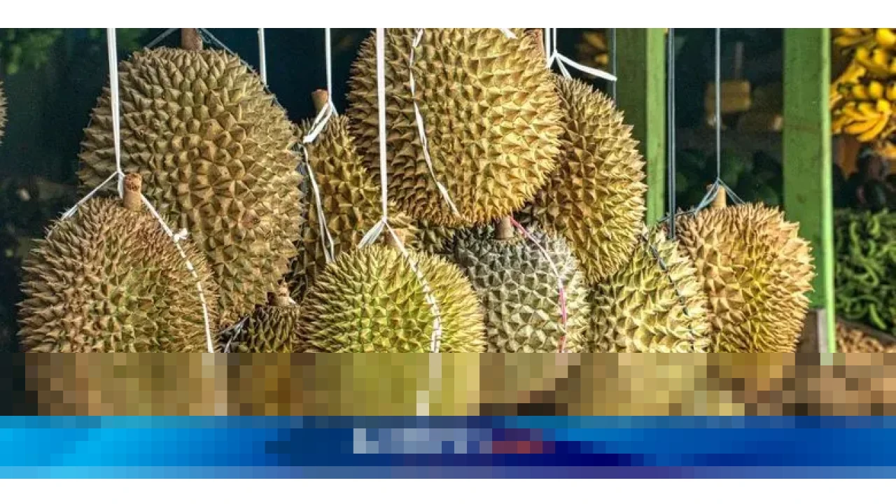 Ekspor Durian Asia Tenggara ke China Memanas: Vietnam Agresif, Thailand Tertekan Regulasi Ekspor Durian Asia Tenggara ke China Memanas: Vietnam Agresif, Thailand Tertekan Regulasi