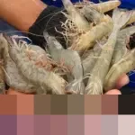 FDA AS Tarik Puluhan Ribu Kemasan Udang Indonesia dari Peredaran, Diduga Terpapar Radioaktif Cesium-137