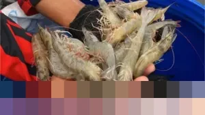 FDA AS Tarik Puluhan Ribu Kemasan Udang Indonesia dari Peredaran, Diduga Terpapar Radioaktif Cesium-137