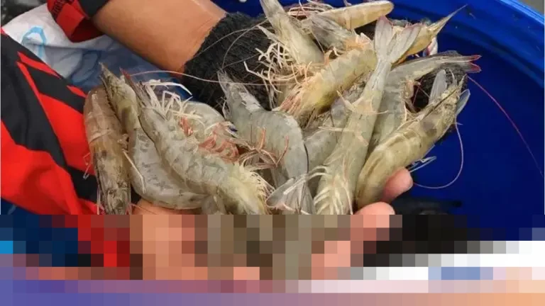 FDA AS Tarik Puluhan Ribu Kemasan Udang Indonesia dari Peredaran, Diduga Terpapar Radioaktif Cesium-137