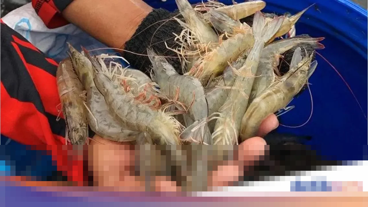 FDA AS Tarik Puluhan Ribu Kemasan Udang Indonesia dari Peredaran, Diduga Terpapar Radioaktif Cesium-137