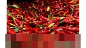 Harga Cabai Rawit Merah Rp45.000/Kg dan Telur Ayam Rp29.000/Kg di Tingkat Nasional