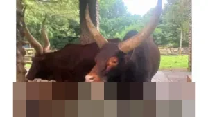 Humas Ragunan: “Watusi Jadi Kado Tahun Baru 2026,” Perkaya Edukasi Satwa di Jakarta