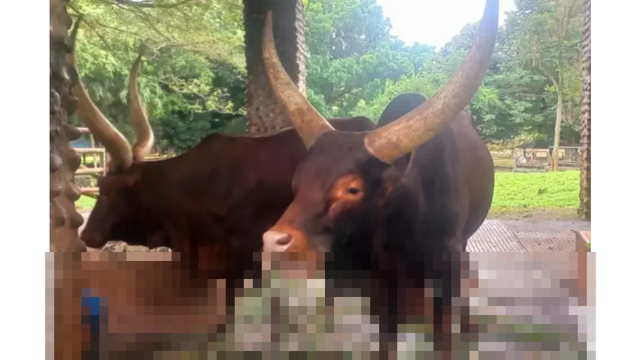 Humas Ragunan: “Watusi Jadi Kado Tahun Baru 2026,” Perkaya Edukasi Satwa di Jakarta