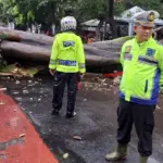 Pohon Besar Tumbang di Pinangsia, Rute TransJakarta Dialihkan Sore Ini