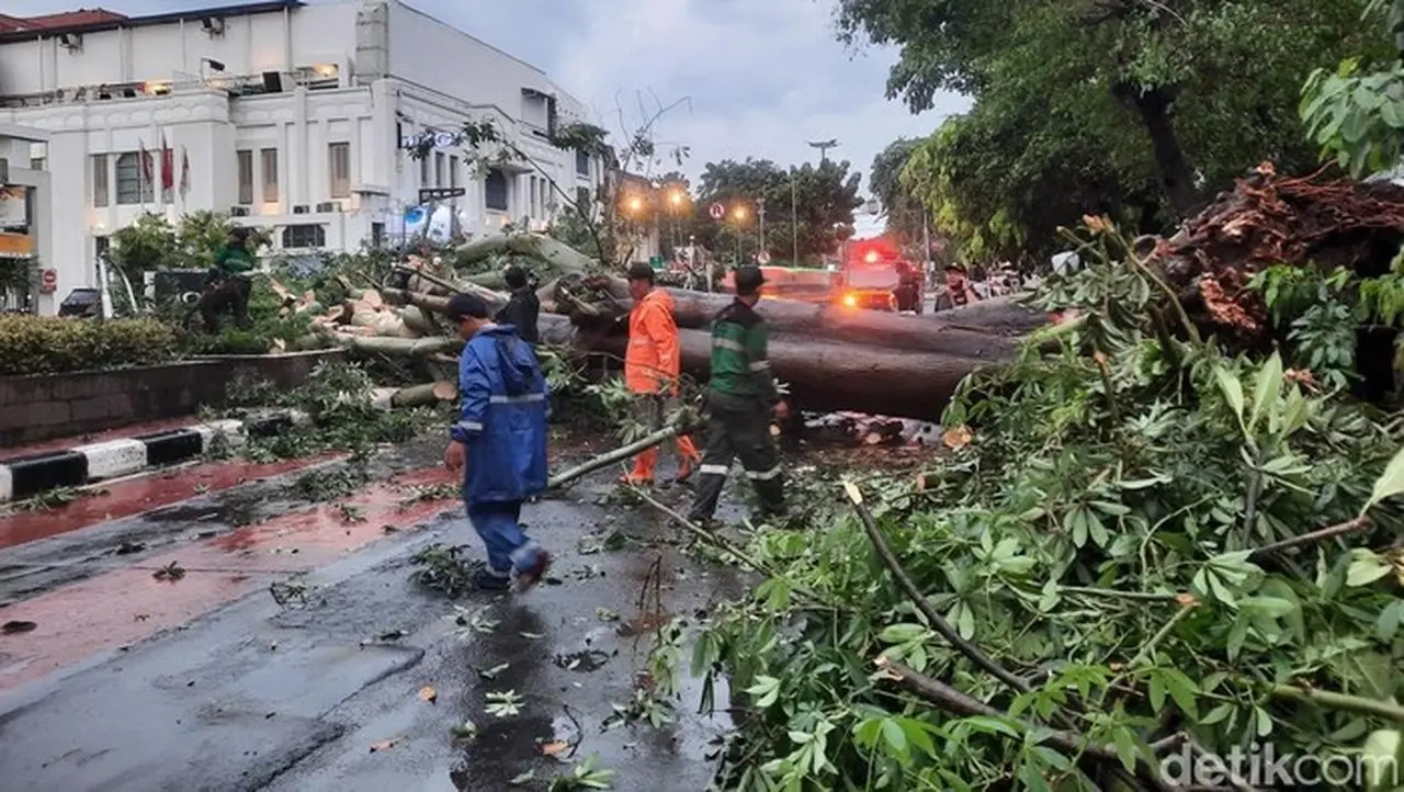 Pohon Besar Tumbang di Pinangsia Jakarta Barat, Jalan Kunir Lumpuh Total Pohon Besar Tumbang di Pinangsia Jakarta Barat, Jalan Kunir Lumpuh Total