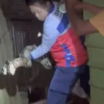 Ular Sanca Mangsa Ayam Warga Cileungsi Bogor, Damkar Turun Tangan Evakuasi