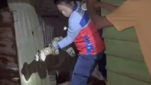 Ular Sanca Mangsa Ayam Warga Cileungsi Bogor, Damkar Turun Tangan Evakuasi