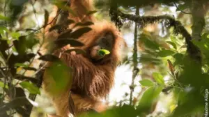 Bangkai Orangutan Tapanuli Ditemukan di Tumpukan Kayu Banjir Tapteng