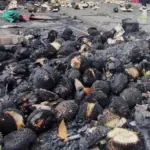 Pedagang Durian Kalibata Ikhlas Dagangan ‘Gosong’ Dibagi-bagi Pasca Ricuh ‘Mata Elang’