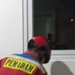 Panik Orang Tua Lansia Terkunci di Rumah, Damkar Jakarta Utara Berhasil Evakuasi