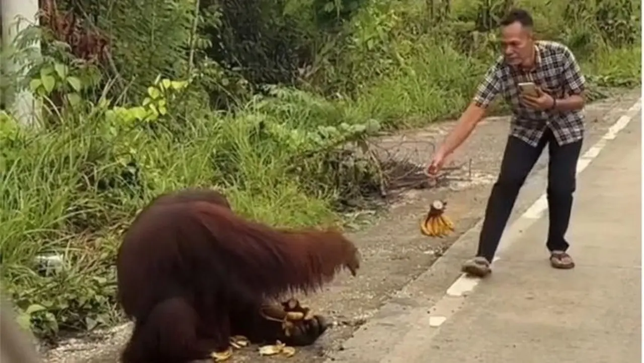 Viral Orang Utan Turun ke Jalan di Kutai Timur, Diberi Makan Pisang oleh Pengendara