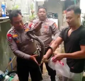 Ular Sanca Masuk Rumah Warga Tambun, Polisi Evakuasi Lewat Laporan ke 110
