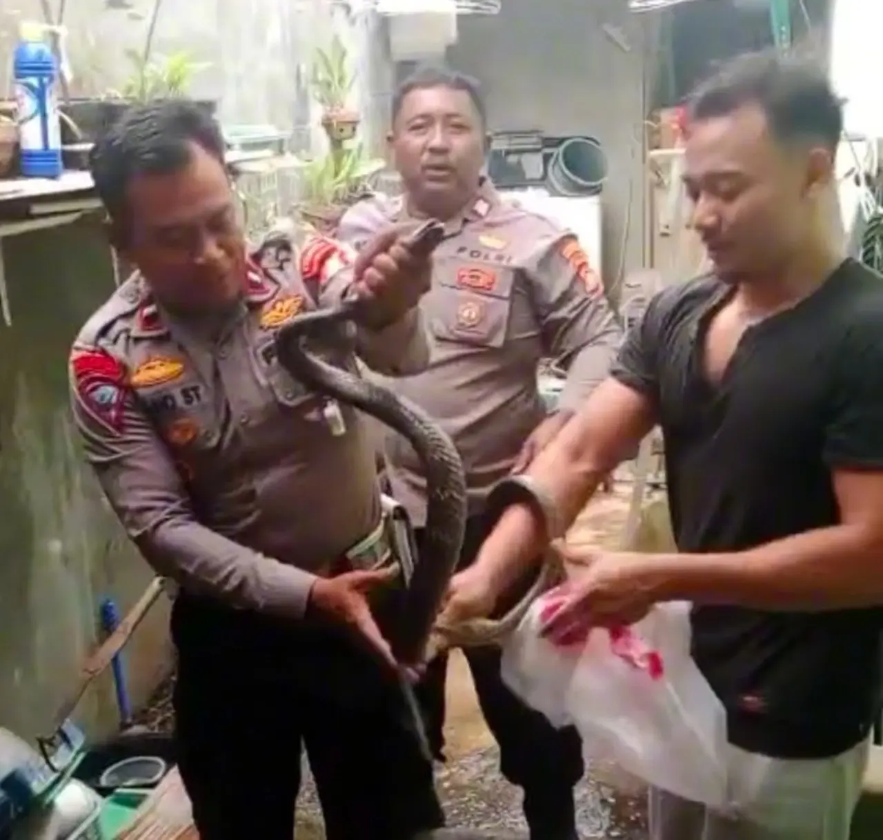 Ular Sanca Masuk Rumah Warga Tambun, Polisi Evakuasi Lewat Laporan ke 110 Ular Sanca Masuk Rumah Warga Tambun, Polisi Evakuasi Lewat Laporan ke 110