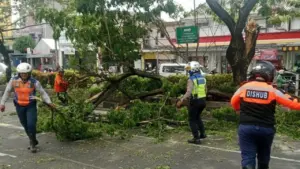 Pohon Tumbang Timpa Mobil di Margonda Depok Akibat Angin Kencang