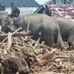Gajah Bantu Bersih-bersih Banjir Aceh, Netizen Geram: “Bukan Alat Berat!”