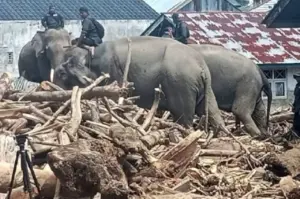 Gajah Bantu Bersih-bersih Banjir Aceh, Netizen Geram: “Bukan Alat Berat!”