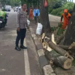 Pohon Tumbang di Cilandak Timpa Pengendara Motor dan Mobil, Dua Luka-luka