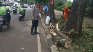 Pohon Tumbang di Cilandak Timpa Pengendara Motor dan Mobil, Dua Luka-luka