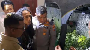 Polisi Jombang Ungkap Budi Daya Ganja Profesional di Rumah Kontrakan, Satu Pria Ditangkap