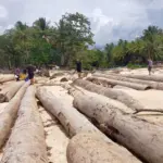 Kemenhut: Gelondongan Kayu di Lampung Bukan Imbas Banjir, Tapi Kecelakaan Kapal