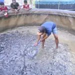 BNPT Kembangkan Budidaya Lele Bioflok di Cirebon untuk Perkuat Ketahanan Desa