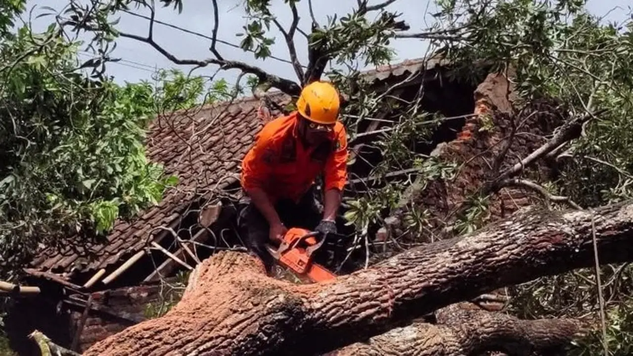 Pohon Tumbang Timpa Dapur Rumah Warga Cilegon, Kerugian Capai Rp 30 Juta