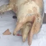 Nelayan Temukan Lumba-lumba Mati di Sungai Rokan Hulu, Warga Geger