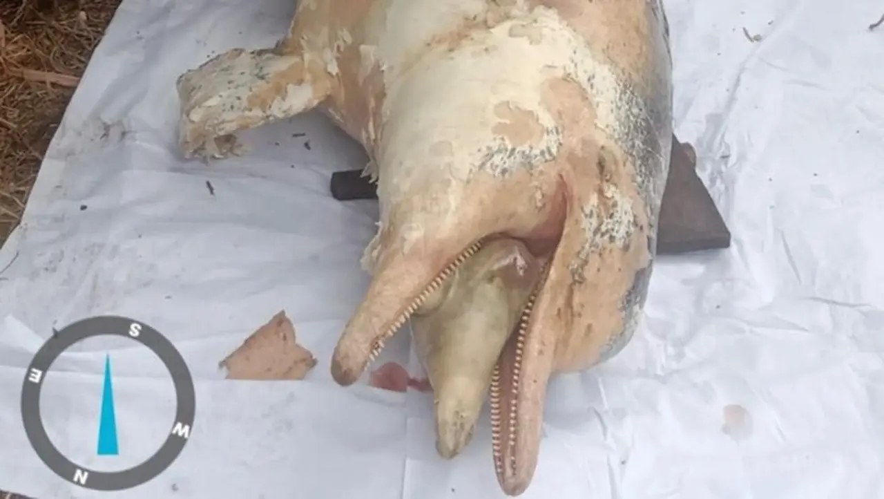 Nelayan Temukan Lumba-lumba Mati di Sungai Rokan Hulu, Warga Geger Nelayan Temukan Lumba-lumba Mati di Sungai Rokan Hulu, Warga Geger