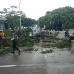 Angin Kencang Robohkan Pohon di Serpong, Pikap Pengangkut Kaca Pecah Berserakan