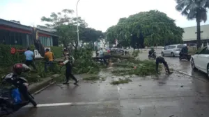 Angin Kencang Robohkan Pohon di Serpong, Pikap Pengangkut Kaca Pecah Berserakan