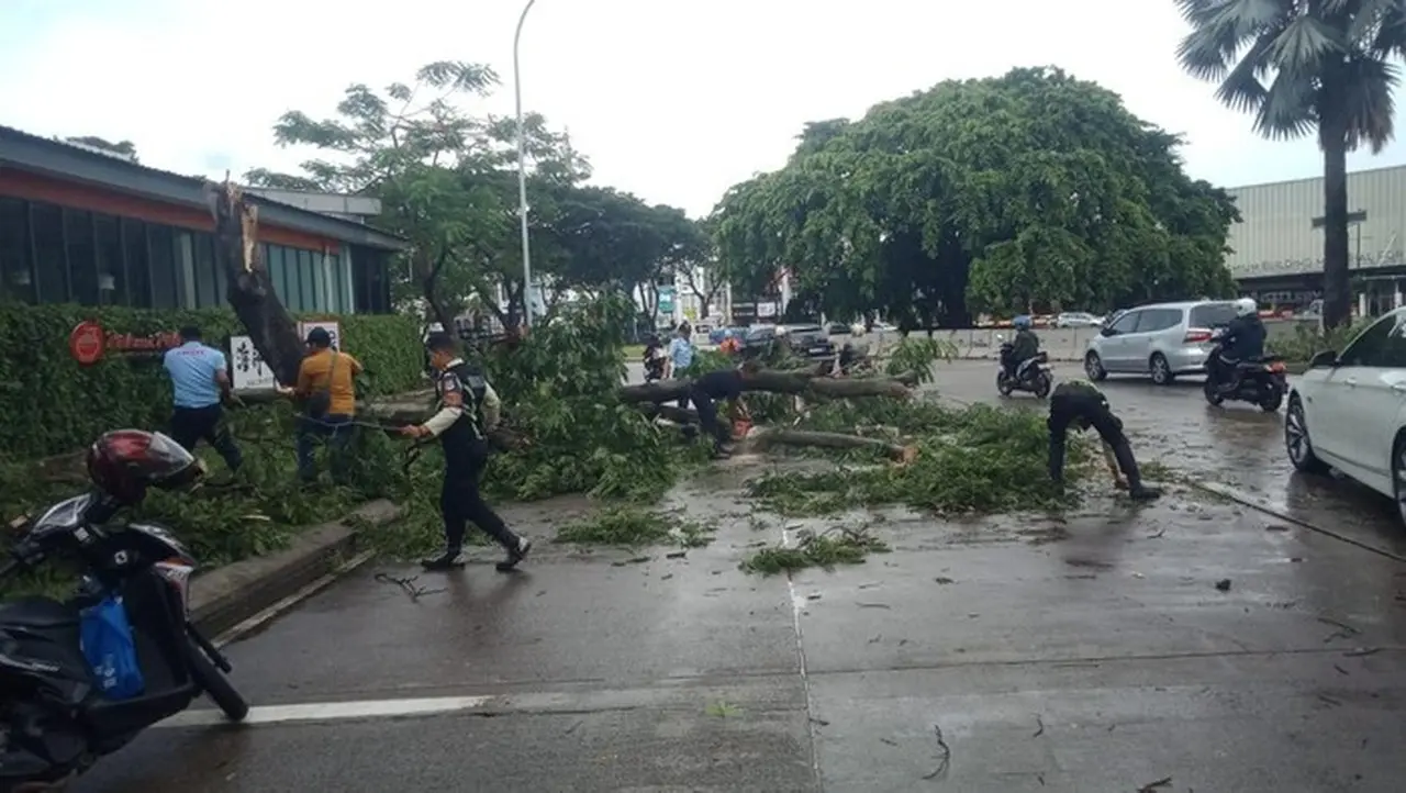 Angin Kencang Robohkan Pohon di Serpong, Pikap Pengangkut Kaca Pecah Berserakan