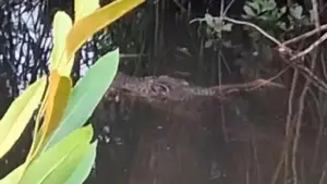 Bocah 10 Tahun di Halmahera Selatan Hilang Diterkam Buaya Saat Berenang, Pencarian Intensif Dilakukan