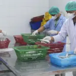 Kementerian UMKM Perluas Program Holding, Targetkan Lima Klaster Strategis di 2026