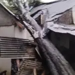 Angin Kencang dan Pohon Tumbang Terjang Pandeglang, 6 Rumah Warga Rusak Parah